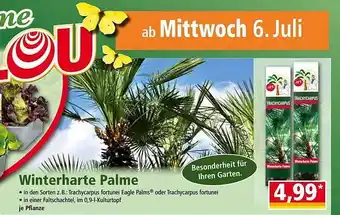 Norma Winterharte Palme Angebot