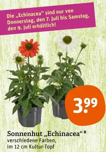 tegut Sonnenhut Echinacea Angebot