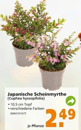 Globus Baumarkt Japanische Scheinmyrthe Angebot