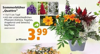 Globus Baumarkt Sommerblüher ,,Quattro" Angebot