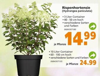 Globus Baumarkt Rispenhortensie (Hydrangea paniculata) Angebot