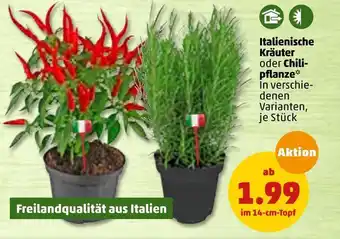 PENNY Italienische kräuter oder chilipflanze Angebot