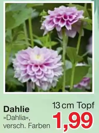 Jawoll Dahlie ,,Dahlia" 13 cm Topf Angebot