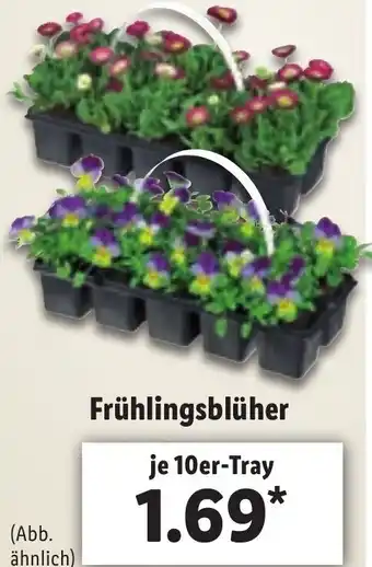 Lidl Frühlingsblüher Angebot