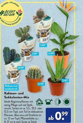 Aldi Süd Kakteen- Und Sukkulenten-mix Angebot