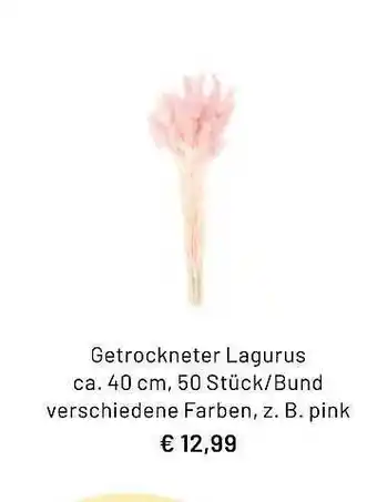 Idee Creativmarkt Getrockneter Lagurus Angebot