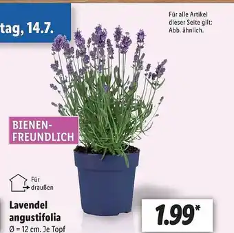 Lidl Lavendel Angustifolia Angebot