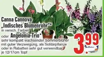 Edeka Canna Cannova „indisches Blumenrohr“ Or Angelonia-trio Angebot