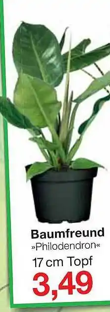 Jawoll Baumfreund „philodendron“ Angebot