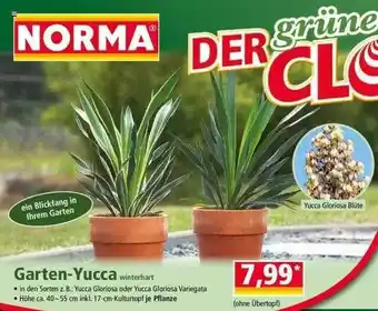 Norma Garten-yucca Winterhart Angebot