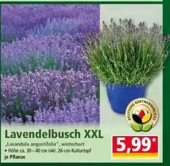 Norma Lavendelbusch XXL Angebot