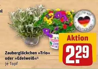 REWE Zauberglöckchen „trio“ Oder „edelweiß“ Angebot