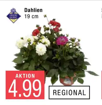 Marktkauf Dahlien Angebot