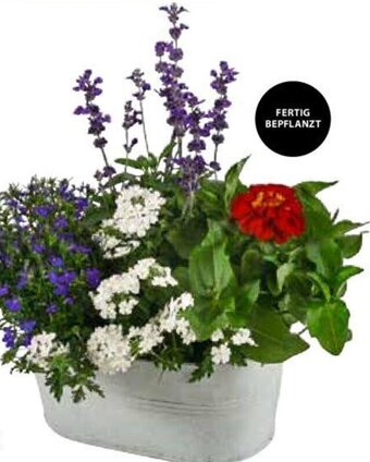 Dehner Pflanzarrangement Angebot