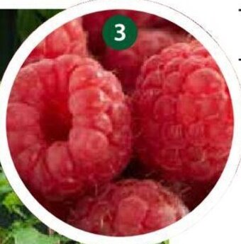 Dehner Himbeeren Angebot