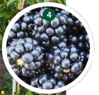 Dehner Brombeeren Angebot
