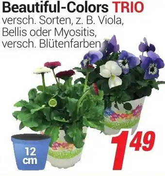 CENTERSHOP Beautiful Colors Trio Angebot