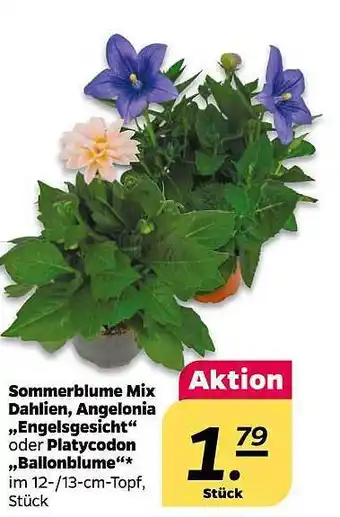 NETTO Sommerblume Mix Dahlien, Angelonia „engelsgesicht“ Oder Platycodon „ballondblume“ Angebot