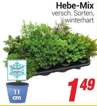 CENTERSHOP Hebe Mix Angebot