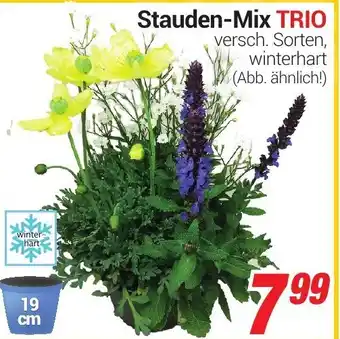 CENTERSHOP Stauden Mix Trio Angebot