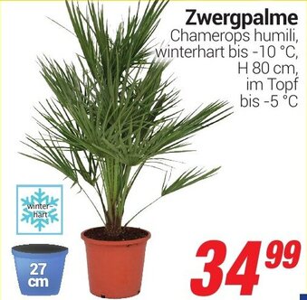 CENTERSHOP Zwergpalme Angebot