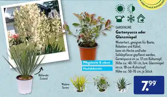 Aldi Süd Gardenline Gartenyucca oder Glanzmispel Angebot