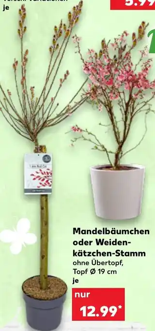 Kaufland Mandelbäumchen oder Weidenkätzchen Stamm Angebot