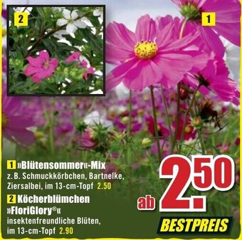 B1 Discount Baumarkt Blütensommer Mix Angebot