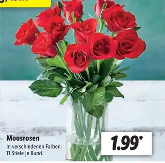 Lidl Moosrosen Angebot