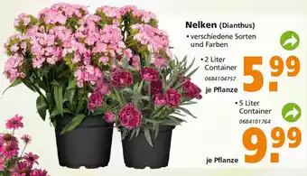 Globus Baumarkt Nelken (Dianthus) Angebot