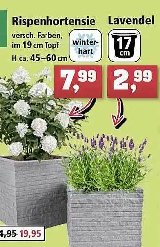 Thomas Philipps Rispenhortensie Oder Lavendel Angebot