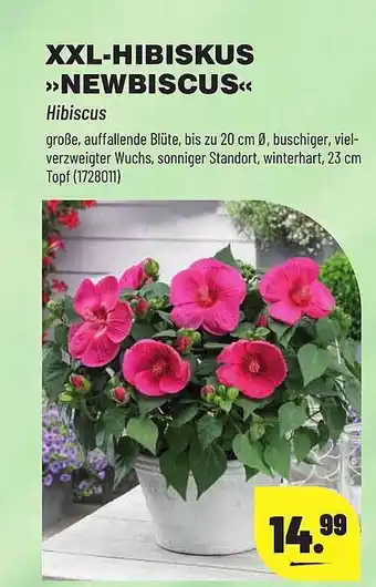 Leitermann Baumarkt XXL-hibiskus „newbiscus“ Angebot