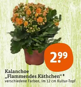 tegut Kalanchoe,, Flammendes Käthchen''8 im 12 cm Kultur-Topf Angebot