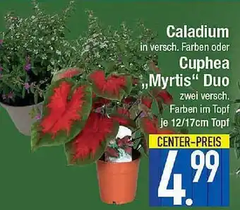 E-Center Caladium Oder Cuphea „myrtis“ Duo Angebot