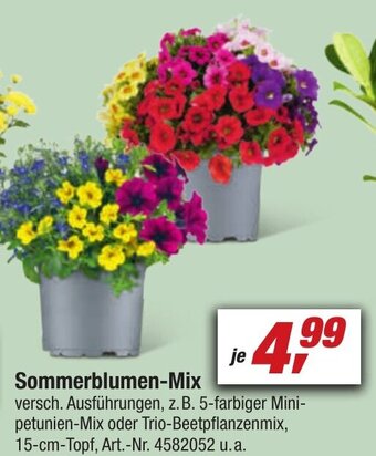 toom Baumarkt Sommerblumen Mix Angebot