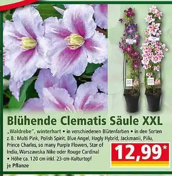 Norma Blühende Clematis Säule XXL Angebot