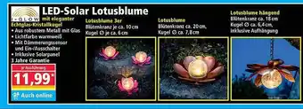 Norma Ld-solar Lotusblume I-glow Angebot