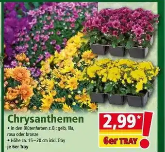 Norma Chrysanthemen Angebot