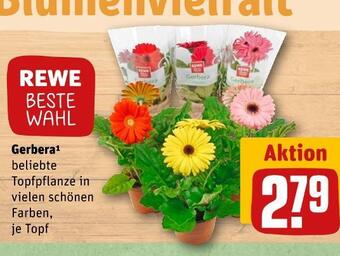 REWE Rewe beste wahl gerbera Angebot