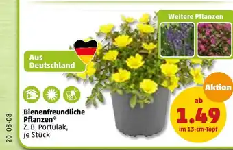 PENNY Bienenfreundliche pflanzen Angebot