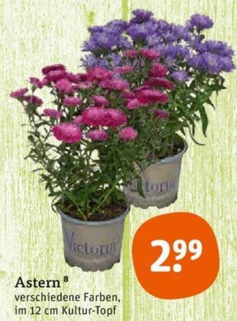 tegut Astern Angebot