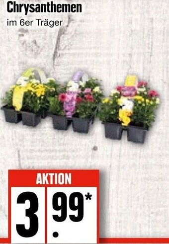 Edeka Chrysanthemen Angebot