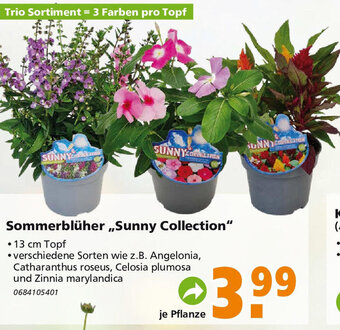 Globus Baumarkt Sommerbluher Sunny Collection Angebot
