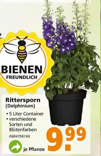 Globus Baumarkt Rittersporn Delphinium Angebot