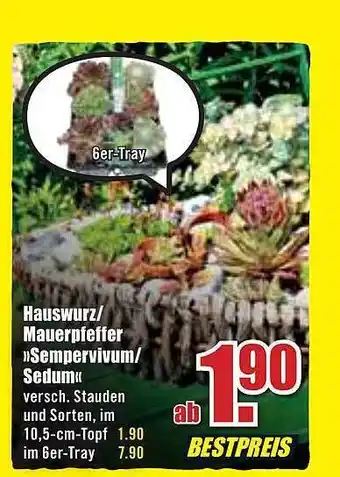 B1 Discount Baumarkt Hauswurz Oder Mauerpfeffer Sempervivum Oder Sedum Angebot