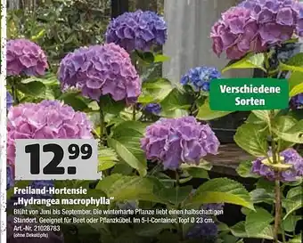 Hagebau Freiland-hortensie „hydrangea Macrophylla Angebot