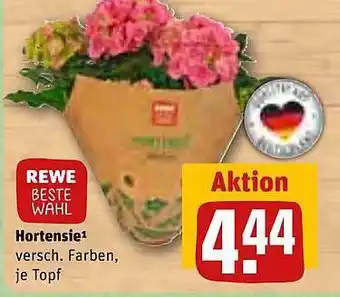 REWE Rewe Beste Wahl Hortensie Angebot