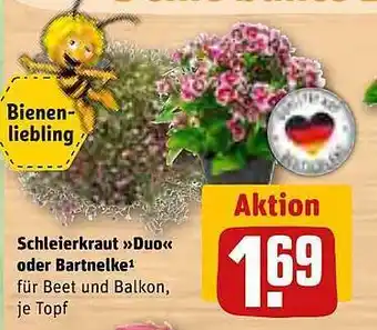 REWE Schleierkraut „duo“ Oder Bartnelke Angebot