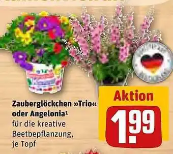 REWE Zauberglöckchen „trio“ Oder Angelonia Angebot