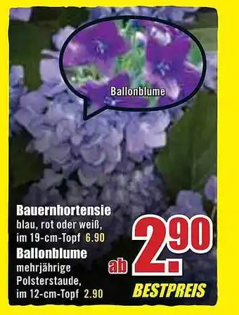 B1 Discount Baumarkt Bauernhortensie Oder Ballonblume Angebot